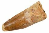Juvenile Fossil Spinosaurus Tooth - Feeding Worn Tip #345871-1